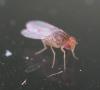 Drosophila immigrans
